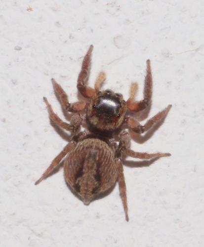 Hasarius adansoni